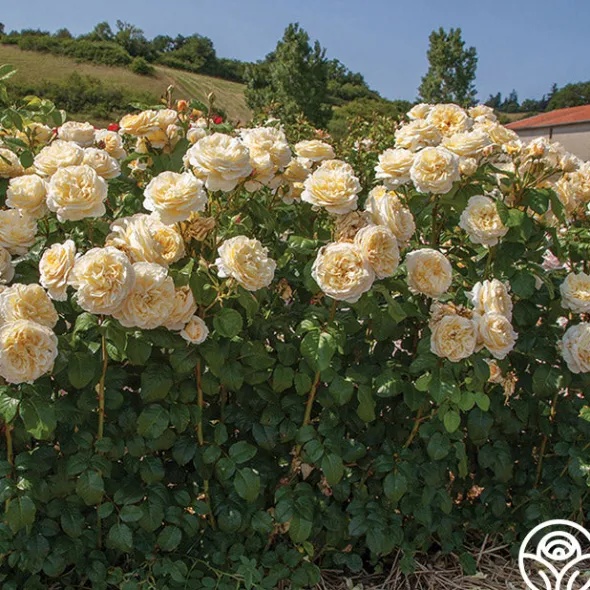 Heirloom Roses Cottage Garden Collection II Outlet