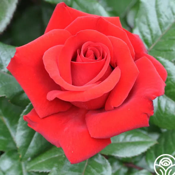 Heirloom Roses Crimson Bouquet™ Clearance