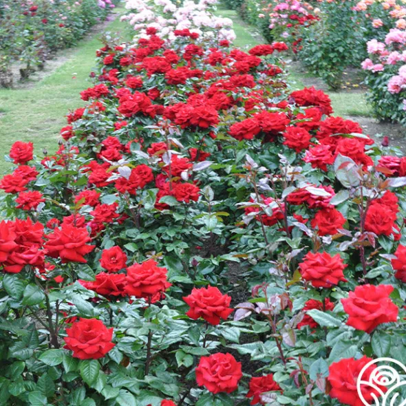 Heirloom Roses Crimson Bouquet™ Clearance