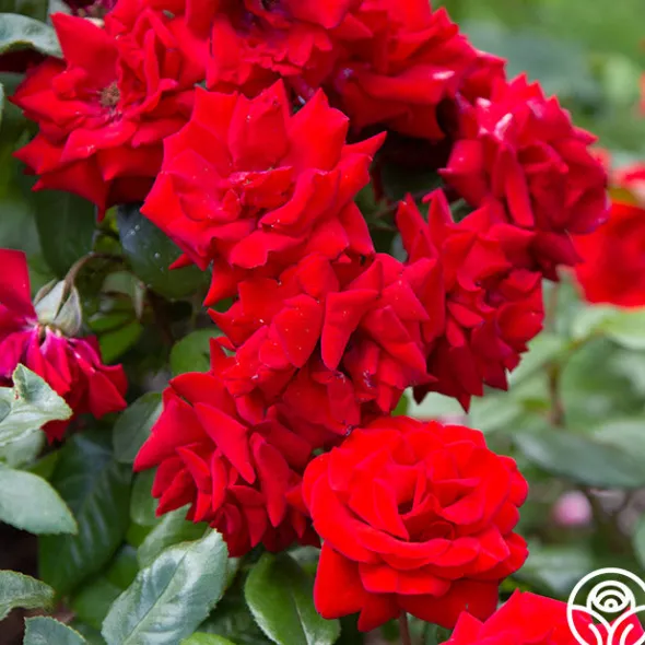 Heirloom Roses Crimson Bouquet™ Clearance