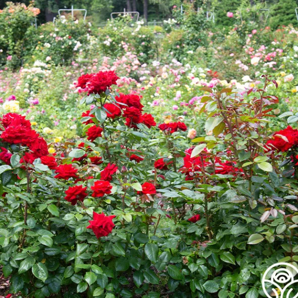 Heirloom Roses Crimson Bouquet™ Clearance