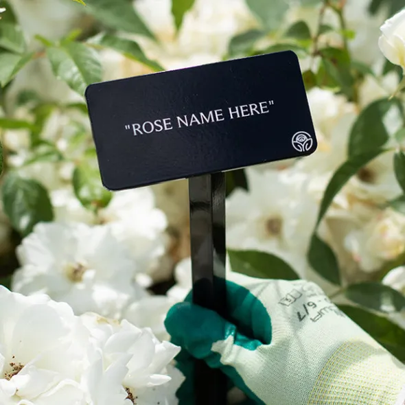 Heirloom Roses Crimson Sky Stake Sale