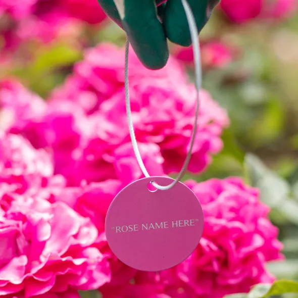 Heirloom Roses Crystalline™ Tag Clearance