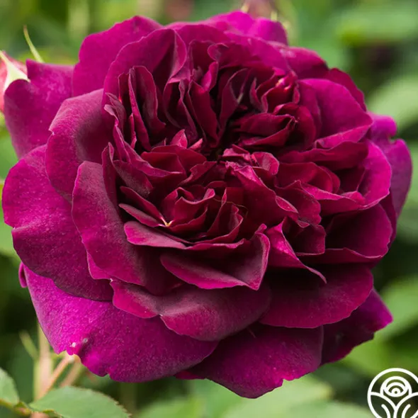Heirloom Roses Darcey Bussell Best