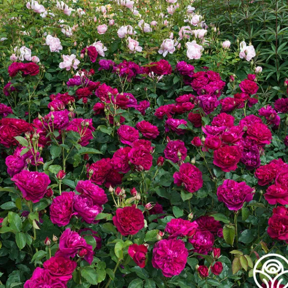 Heirloom Roses Darcey Bussell Best