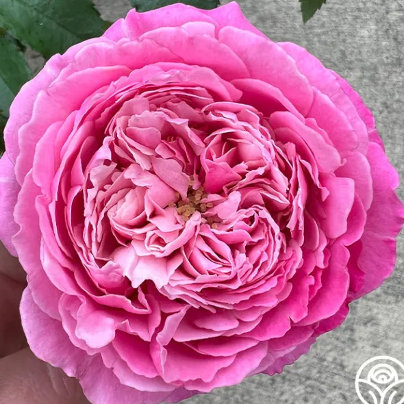 Heirloom Roses Deeply Fragrant Collection Online
