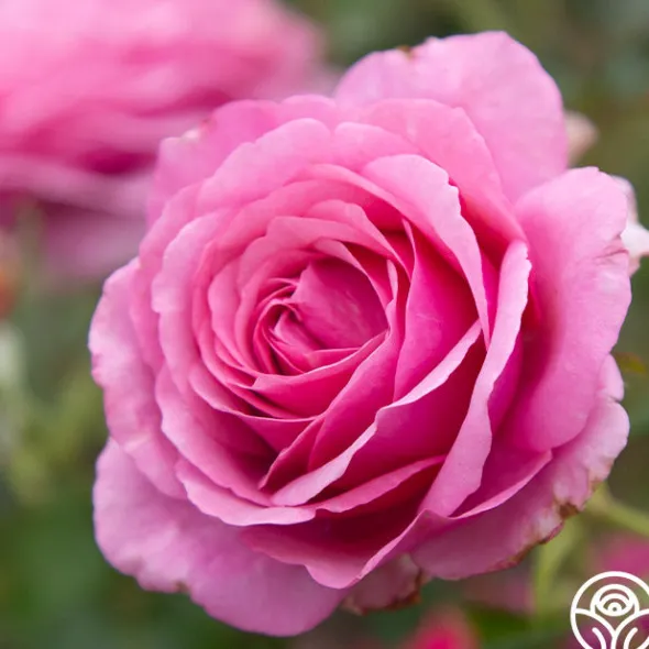 Heirloom Roses Deeply Fragrant Collection Online