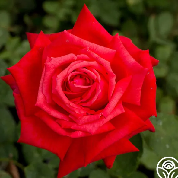 Heirloom Roses Dolly Parton