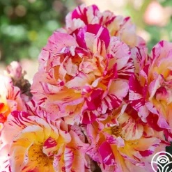 Heirloom Roses Dramatic Swirls Collection Sale