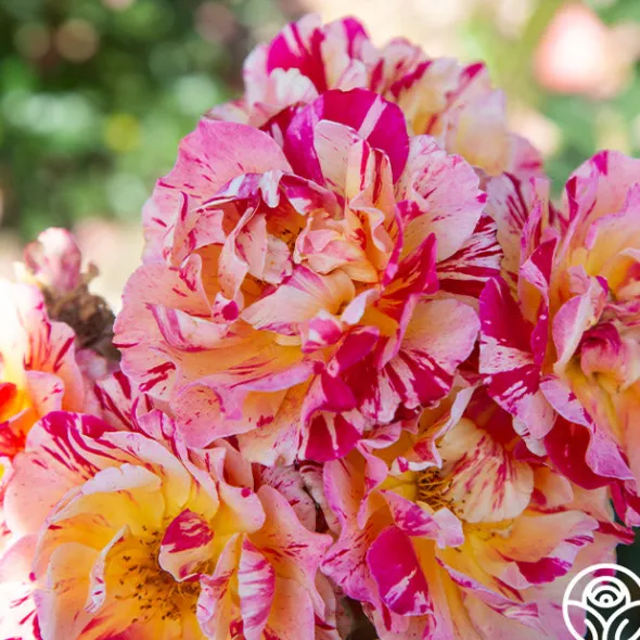 Heirloom Roses Dramatic Swirls Collection Sale