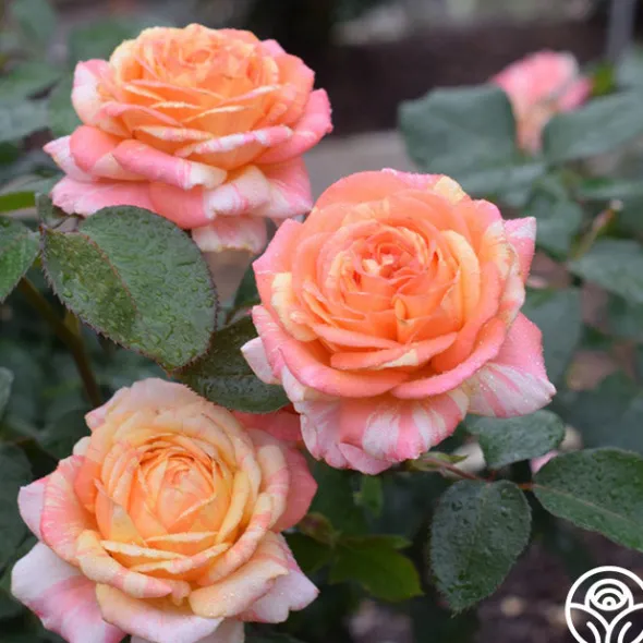 Heirloom Roses Dramatic Swirls Collection Sale