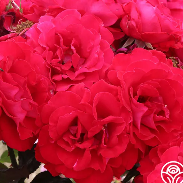 Heirloom Roses Drop Dead Red™ New