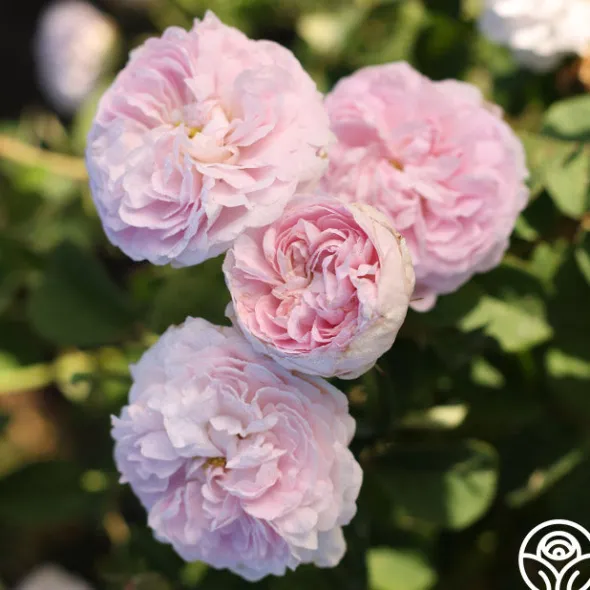 Heirloom Roses Duchesse de Montebello Sale