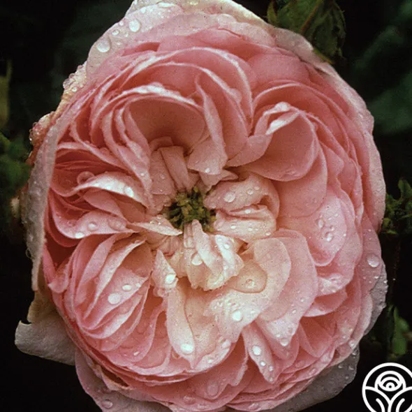 Heirloom Roses Duchesse de Montebello Sale