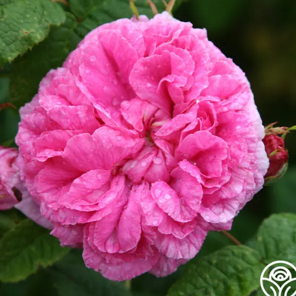 Heirloom Roses Duchesse de Rohan Best