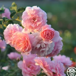 Heirloom Roses Easy-To-Grow Collection Hot