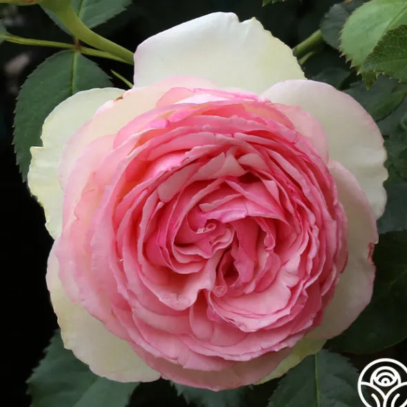 Heirloom Roses Eden Climber® Best