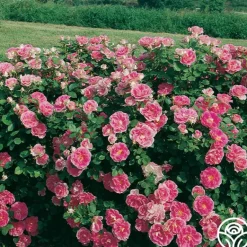 Heirloom Roses Effortless Collection Hot