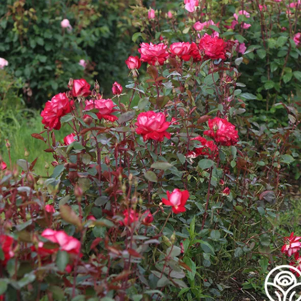 Heirloom Roses El Catala Best