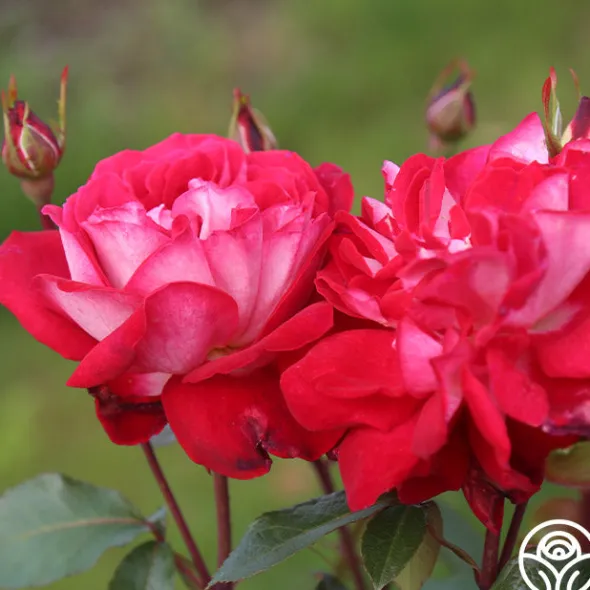 Heirloom Roses El Catala Best
