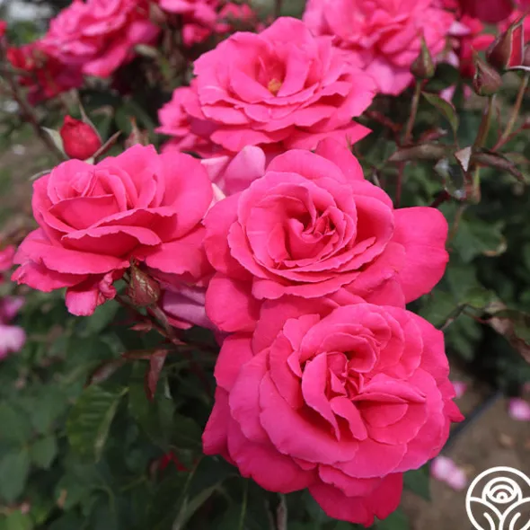 Heirloom Roses Electron® Sale