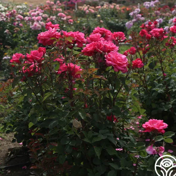 Heirloom Roses Electron® Sale