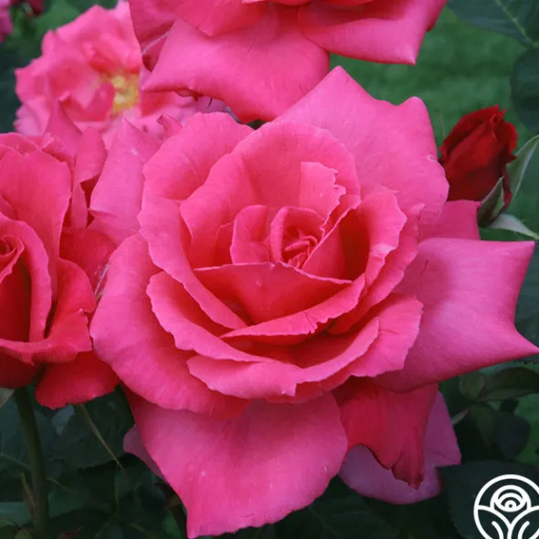 Heirloom Roses Electron® Sale