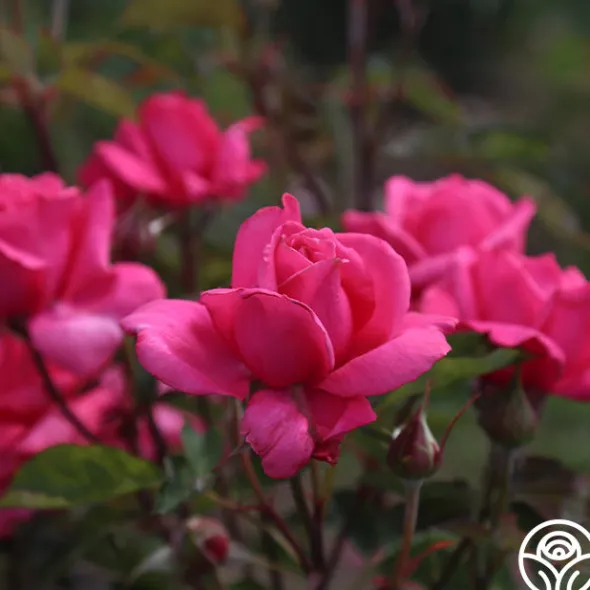 Heirloom Roses Electron® Sale