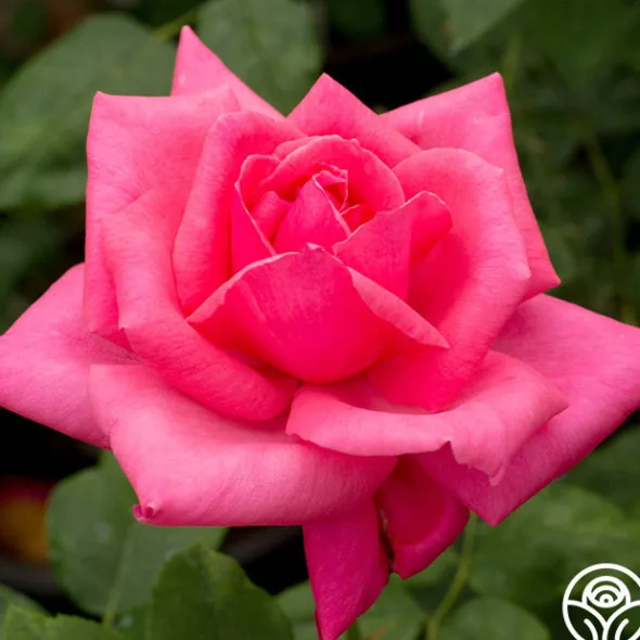 Heirloom Roses Electron® Sale