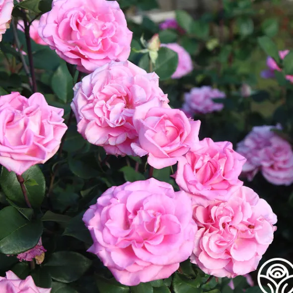 Heirloom Roses Eleganza® Beverly Outlet