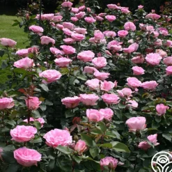 Heirloom Roses Eleganza® Beverly Outlet