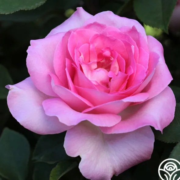 Heirloom Roses Eleganza® Beverly Outlet