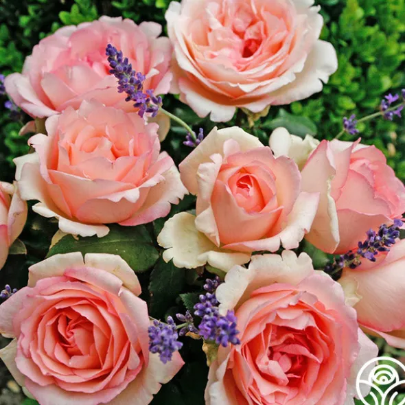 Heirloom Roses Eleganza® Pink Enchantment®