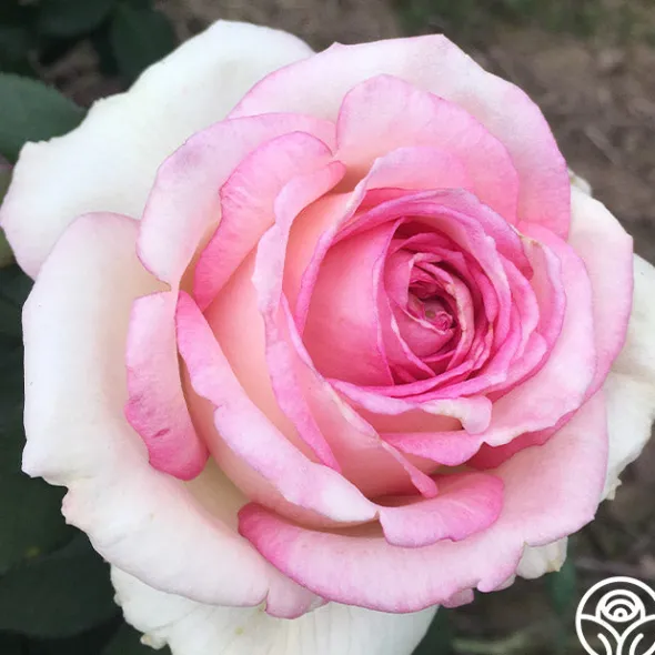 Heirloom Roses Eleganza® Pink Enchantment®