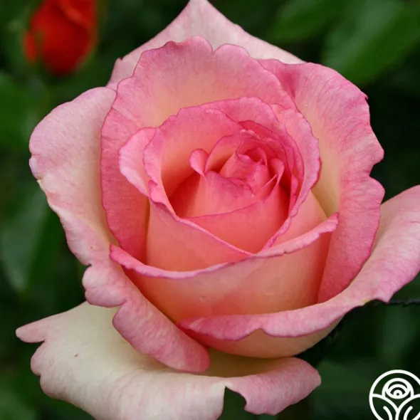 Heirloom Roses Eleganza® Pink Enchantment®