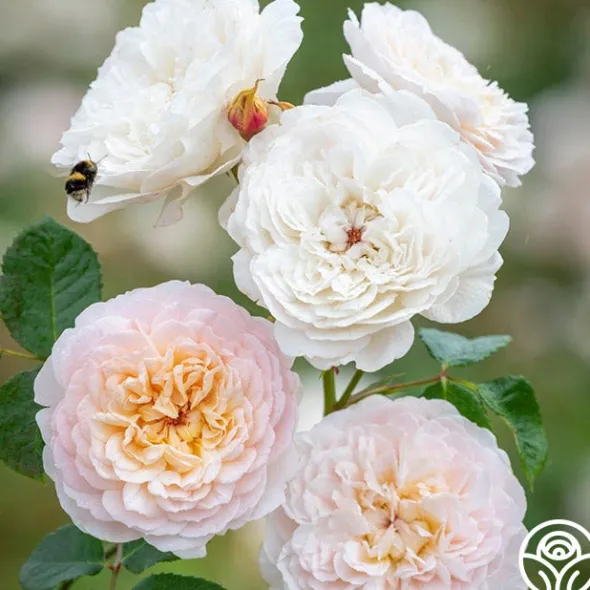 Heirloom Roses Emily Brontë Online