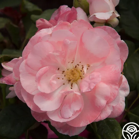Heirloom Roses English Miss Hot