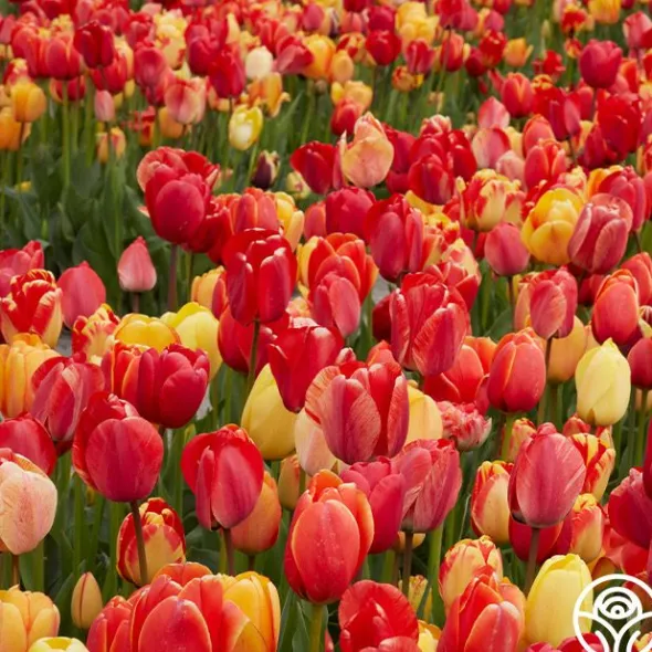 Heirloom Roses Fire Glow Mix Sale