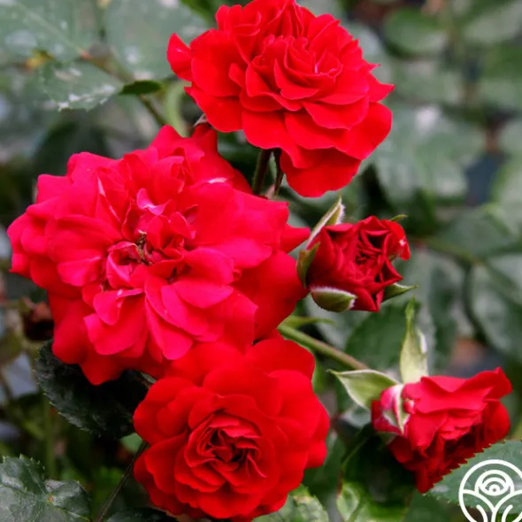 Heirloom Roses Fire Meidiland® New