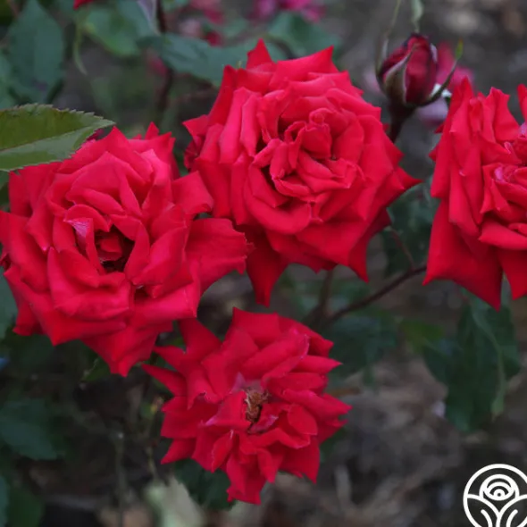 Heirloom Roses Fire 'N' Ice Hot