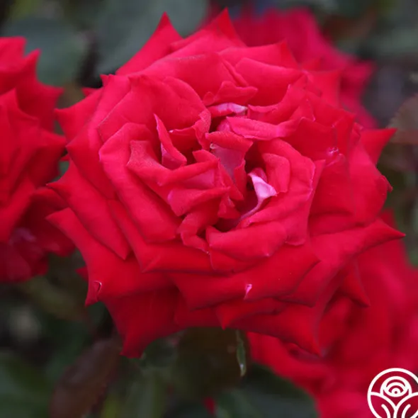 Heirloom Roses Fire 'N' Ice Hot