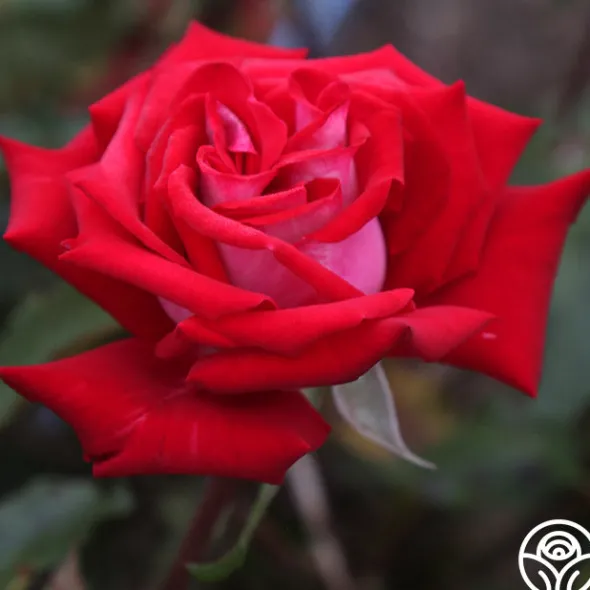 Heirloom Roses Fire 'N' Ice Hot