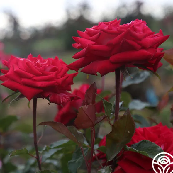 Heirloom Roses Fire 'N' Ice Hot