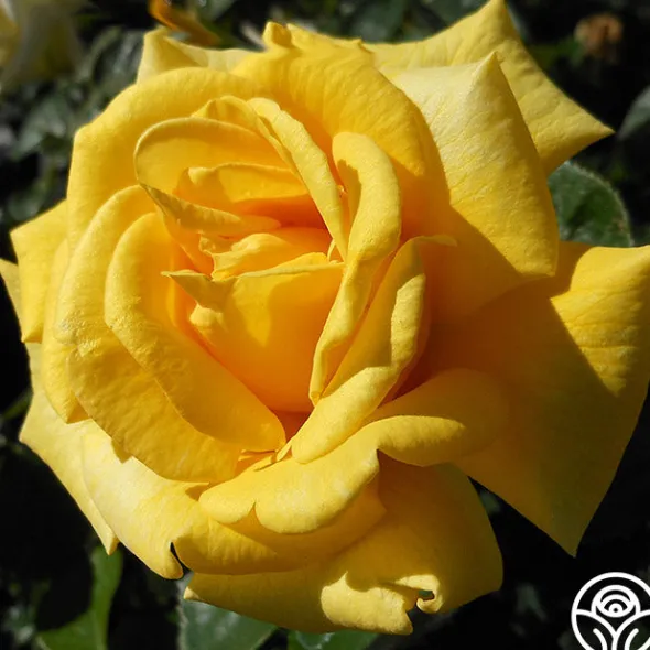 Heirloom Roses First Impression Online