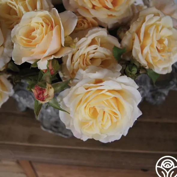 Heirloom Roses Forever Busy Discount