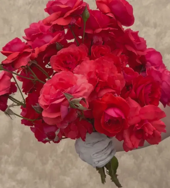 Heirloom Roses Fragrant Cloud Outlet