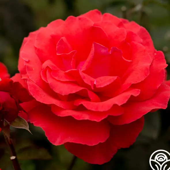 Heirloom Roses Fragrant Cloud Outlet