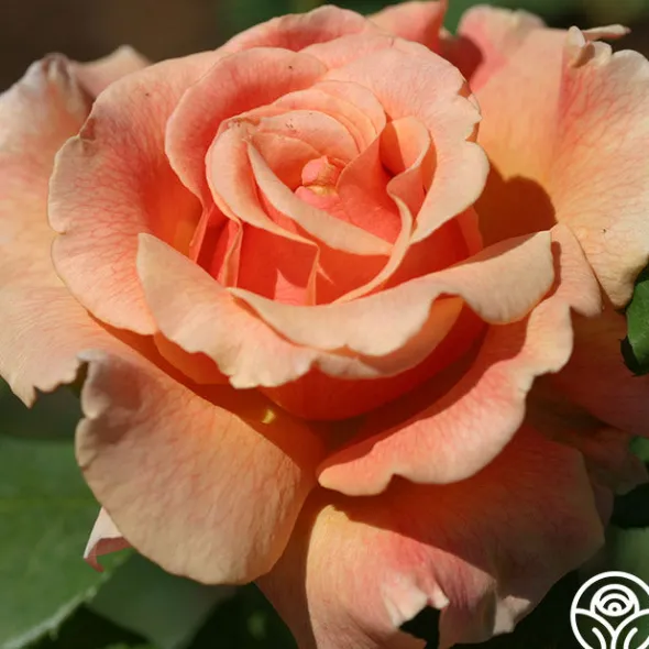 Heirloom Roses Fragrant Dream Clearance