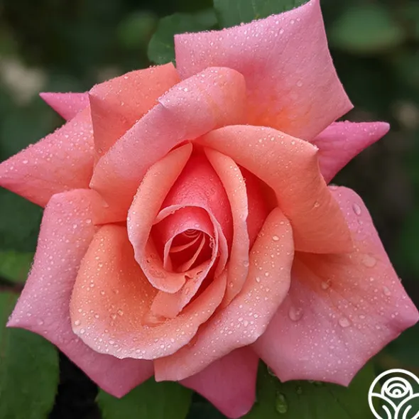 Heirloom Roses Fragrant Hour Outlet