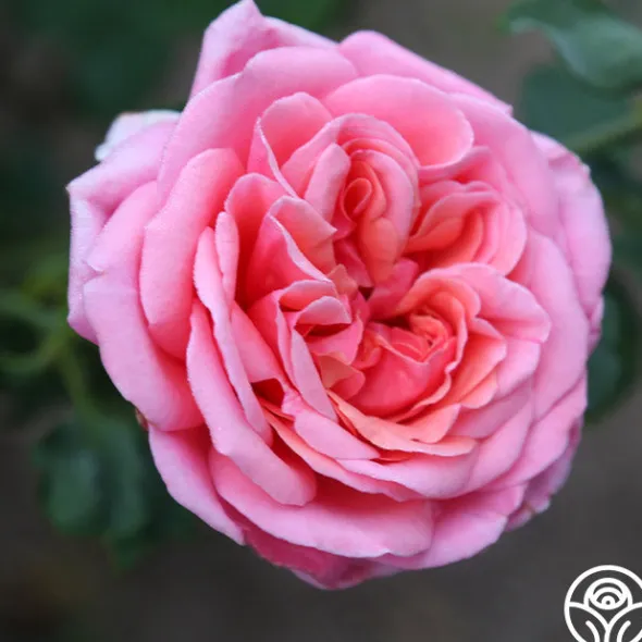Heirloom Roses Fragrant Hour Outlet
